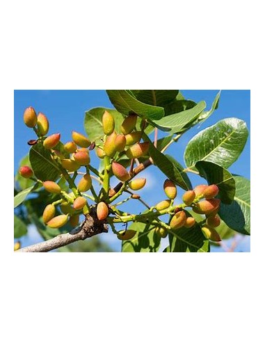 PISTACHO COMESTIBLE (PISTACIA SP.)-1 Tree for Sale in Mexico - Online Nursery