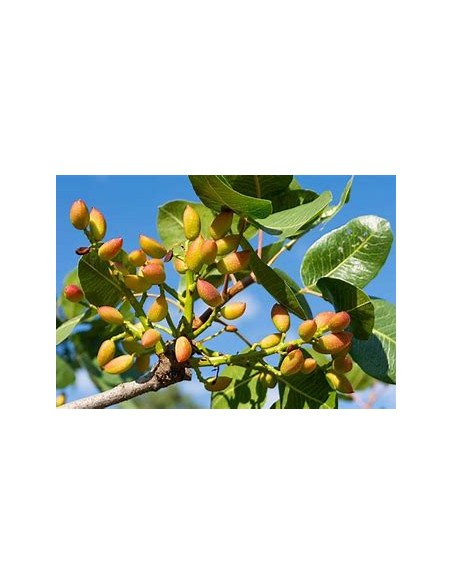PISTACHO COMESTIBLE (PISTACIA SP.)-1 Arbolito en Venta en Mexico - Vivero por internet