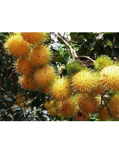 RAMBUTAN YELLOW MALE - 1...