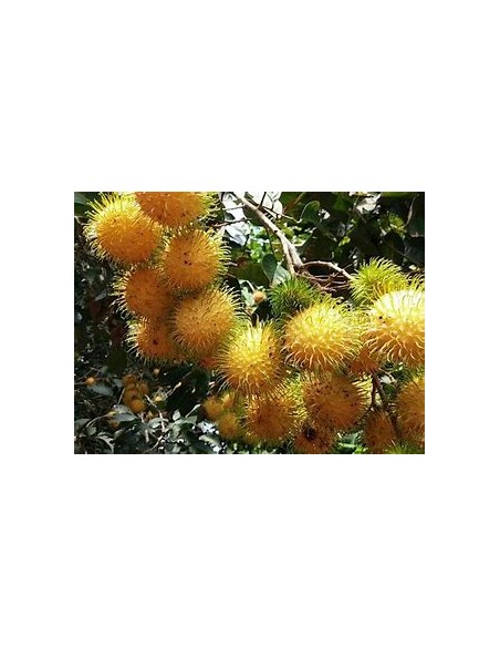 RAMBUTAN AMARILLO MACHO- 1 Arbolito en Venta en Mexico - Vivero por internet