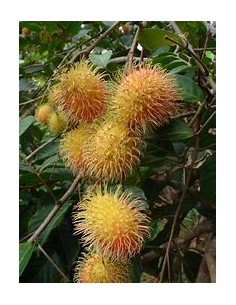 RAMBUTAN YELLOW MALE - 1... 2