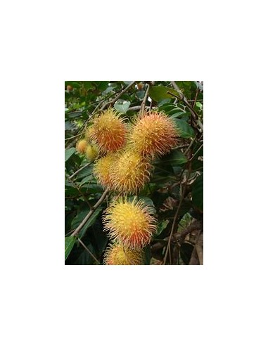 RAMBUTAN AMARILLO MACHO- 1 Arbolito en Venta en...