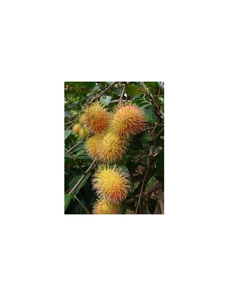 RAMBUTAN AMARILLO MACHO- 1 Arbolito en Venta en Mexico - Vivero por internet
