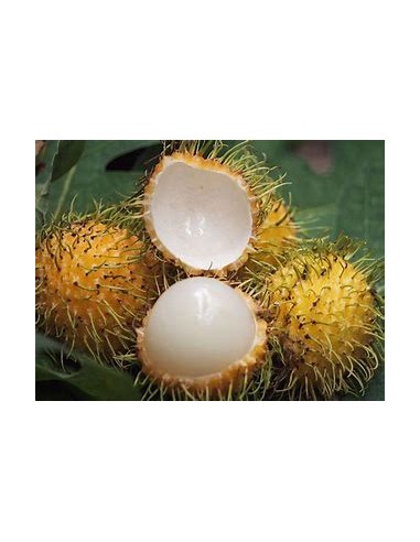 RAMBUTAN AMARILLO MACHO- 1 Arbolito en Venta en...