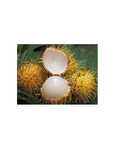 RAMBUTAN AMARILLO MACHO- 1 Arbolito en Venta en Mexico - Vivero por internet