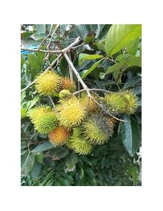 FEMALE YELLOW RAMBUTAN...