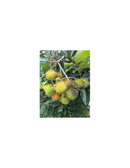 FEMALE YELLOW RAMBUTAN (NEPHELIUM LAPPACEUM)- 1 sapling for Sale in Mexico - Online Nursery