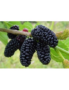 1 Arbolito de Mora negra (Morus nigra)  Morera, Moral frutal de venta vivero