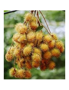 FEMALE YELLOW RAMBUTAN... 2