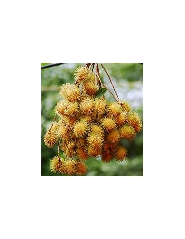 FEMALE YELLOW RAMBUTAN (NEPHELIUM LAPPACEUM)- 1...