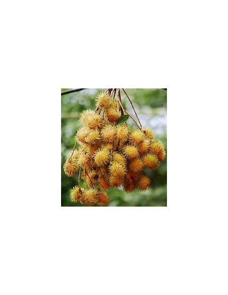 FEMALE YELLOW RAMBUTAN (NEPHELIUM LAPPACEUM)- 1 sapling for Sale in Mexico - Online Nursery