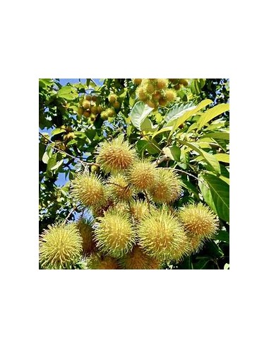 RAMBUTAN AMARILLO HEMBRA (NEPHELIUM LAPPACEUM)-...