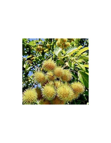 FEMALE YELLOW RAMBUTAN (NEPHELIUM LAPPACEUM)- 1 sapling for Sale in Mexico - Online Nursery