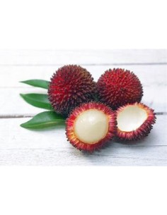 PULASAN ROJO- 1 Arbolito en...