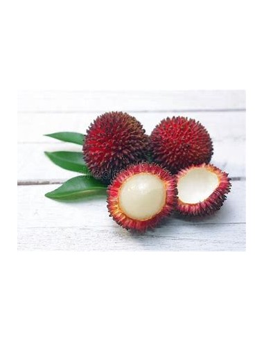 PULASAN RED- 1 Sapling for Sale in Mexico - Online Nursery