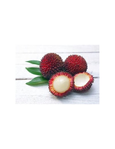 PULASAN ROJO- 1 Arbolito en Venta en Mexico - Vivero por internet