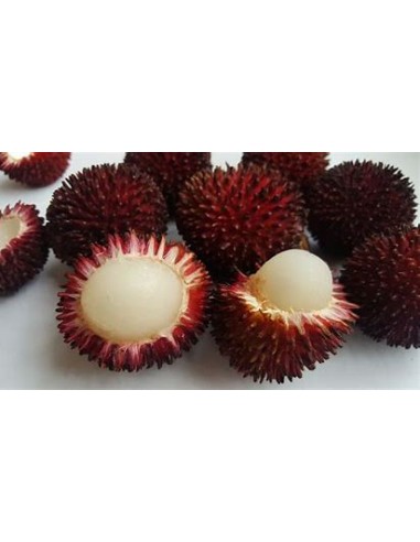PULASAN ROJO- 1 Arbolito en Venta en Mexico -...