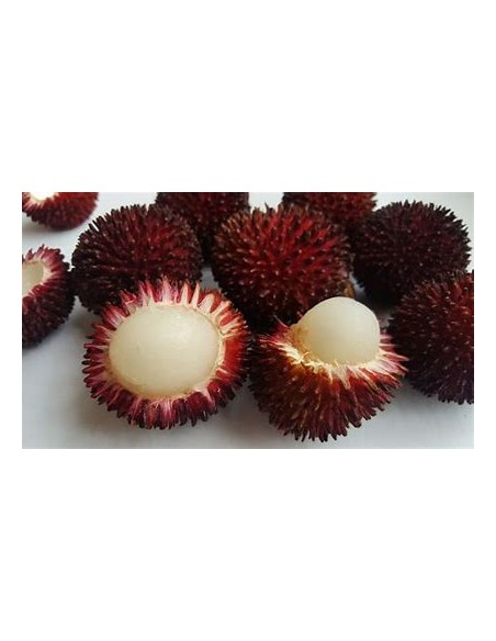 PULASAN ROJO- 1 Arbolito en Venta en Mexico - Vivero por internet