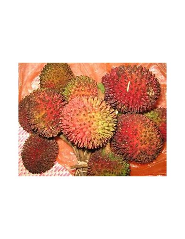 PULASAN ROJO- 1 Arbolito en Venta en Mexico -...