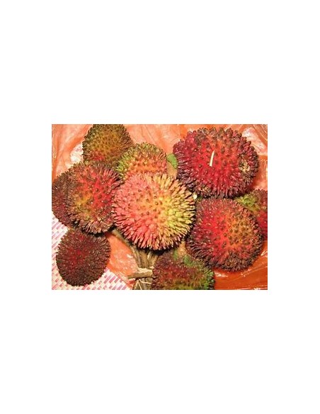 PULASAN ROJO- 1 Arbolito en Venta en Mexico - Vivero por internet
