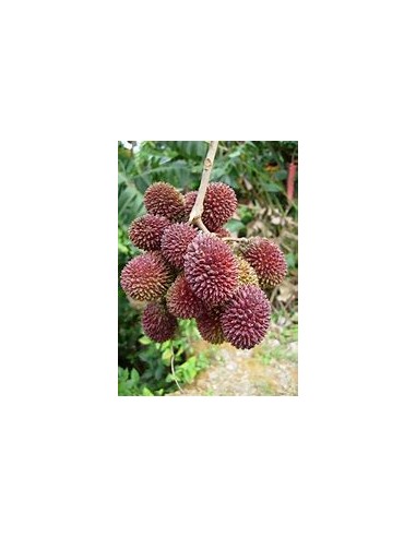 PULASAN ROJO- 1 Arbolito en Venta en Mexico -...