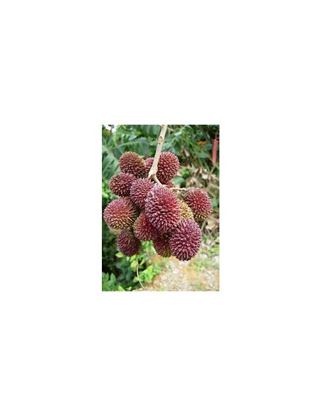PULASAN ROJO- 1 Arbolito en Venta en Mexico - Vivero por internet