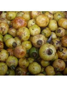 Guava CAS- 1 Tree for Sale...