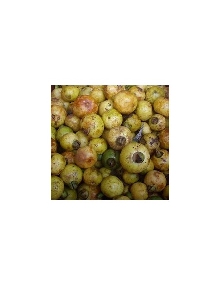 Guayaba CAS- 1 Arbolito en Venta en Mexico - Vivero por internet
