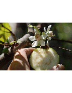 Guayaba CAS- 1 Arbolito en... 2