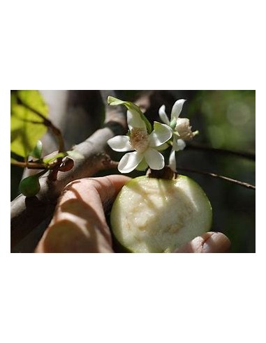 Guayaba CAS- 1 Arbolito en Venta en Mexico -...