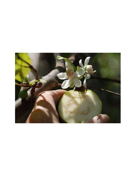 Guayaba CAS- 1 Arbolito en Venta en Mexico - Vivero por internet