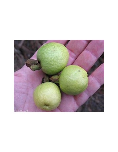 Guayaba CAS- 1 Arbolito en Venta en Mexico -...