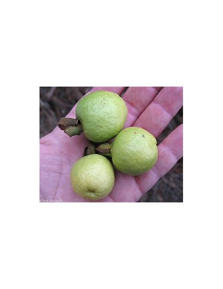 Guayaba CAS- 1 Arbolito en Venta en Mexico - Vivero por internet