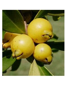 Guayaba fresa amarilla...