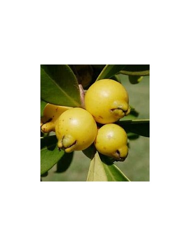 Guayaba fresa amarilla (Psidium cattleianum)-1 Arbolito en Venta en Mexico - Vivero por internet