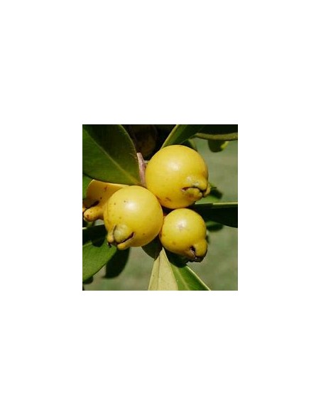Yellow strawberry guava (Psidium cattleianum)-1 Sapling for Sale in Mexico - Online Nursery