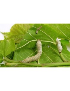 1 Arbolito de Mora negra (Morus nigra)  Morera, Moral frutal de venta vivero 2
