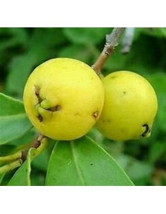 Guayaba fresa amarilla... 2
