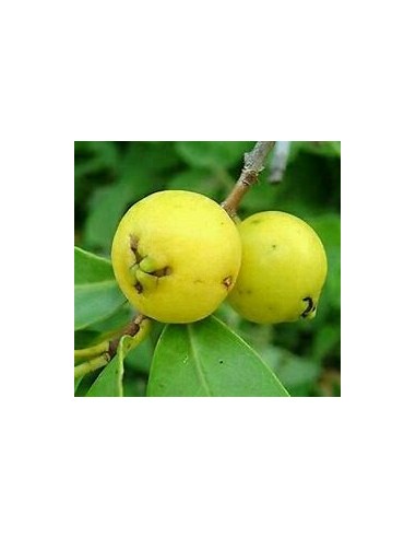 Yellow strawberry guava (Psidium cattleianum)-1...