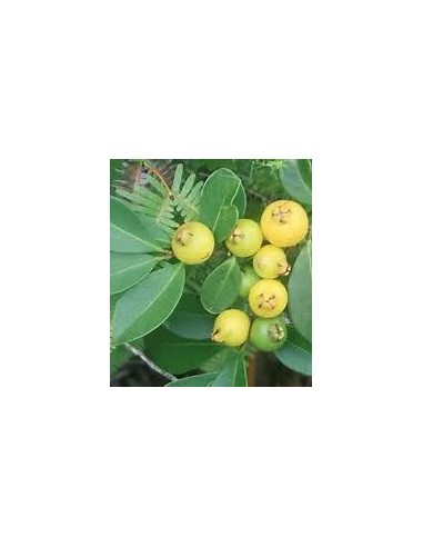Yellow strawberry guava (Psidium cattleianum)-1...