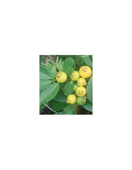 Yellow strawberry guava (Psidium cattleianum)-1 Sapling for Sale in Mexico - Online Nursery