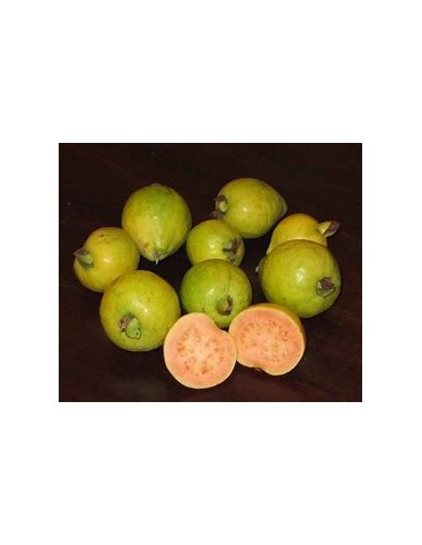 Yellow strawberry guava (Psidium cattleianum)-1...