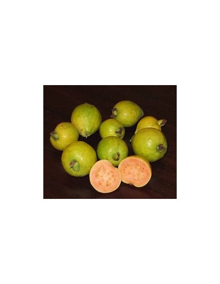Yellow strawberry guava (Psidium cattleianum)-1 Sapling for Sale in Mexico - Online Nursery