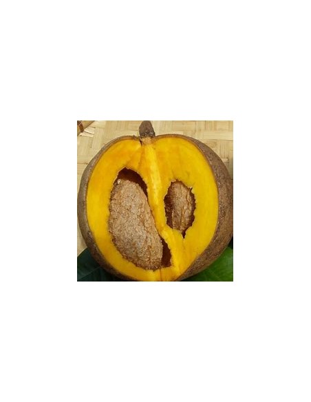 Zapote domingo (Mammea americana)- 1 Arbolito en Venta en Mexico - Vivero por internet