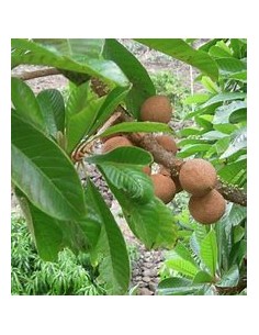 Zapote domingo (Mammea... 2