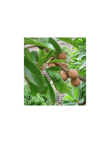 Zapote domingo (Mammea americana)- 1 Arbolito...
