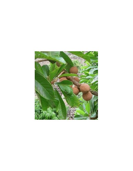 Zapote domingo (Mammea americana)- 1 Arbolito en Venta en Mexico - Vivero por internet