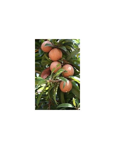 Sunday sapote (Mammea americana)- 1 Saplings...