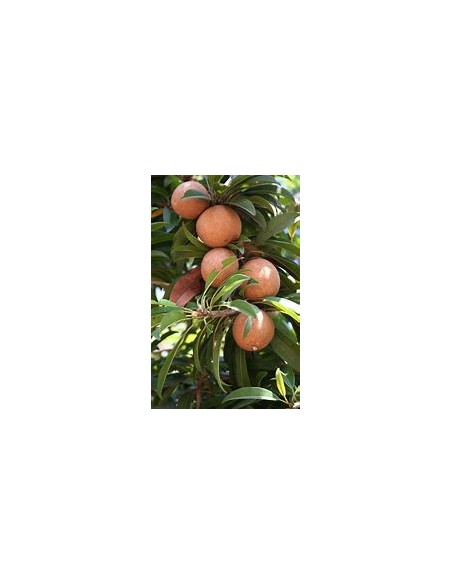 Zapote domingo (Mammea americana)- 1 Arbolito en Venta en Mexico - Vivero por internet