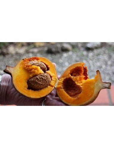 Zapote domingo (Mammea americana)- 1 Arbolito...